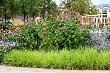 Güzel botanik fotoğrafı, doğal duvar kağıdı.