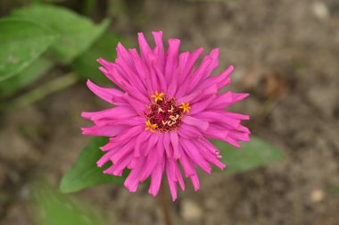 Geçmişi bulanık pembe zinnia çiçeği..