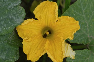 Bahçedeki sarı çiçek