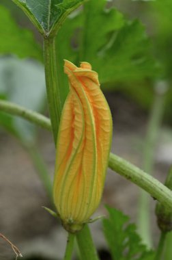 Bahçedeki yeşil bir bitkiyi kapat.