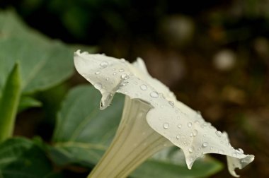 Beyaz nilüfer Bahçe