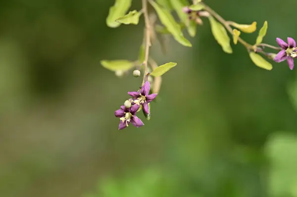 stock image beautiful purple flowers in the garden