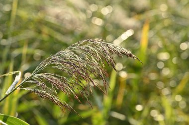 Güzel botanik fotoğrafı, doğal duvar kağıdı.