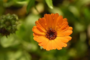 Bahçedeki güzel çiçekler