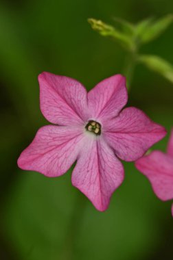 Bahçedeki güzel pembe çiçek