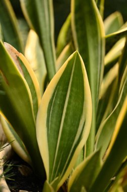 güzel tropikal bitki yaprakları arka plan