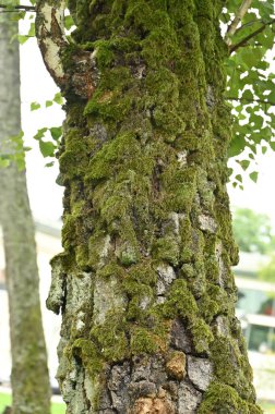 Doğada ağaç gövdesi, çevre ve ekoloji konsepti
