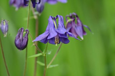 Güzel botanik fotoğrafı, doğal duvar kağıdı.