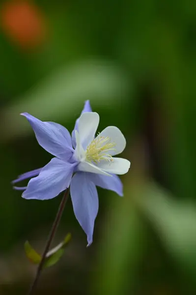 Bahçedeki güzel çiçekler