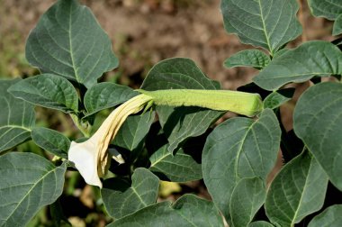 bir ağacın yeşil yaprakları