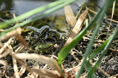 Bahçedeki yeşil çimenler