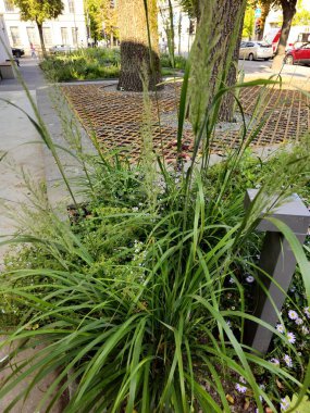 Bahçedeki çimenler