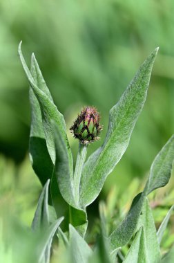 Bahçedeki güzel çiçekler