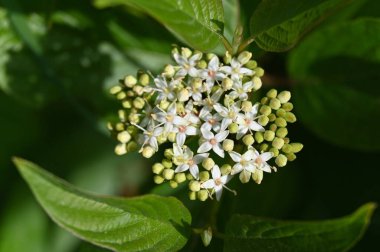 Bahçede beyaz çiçekler