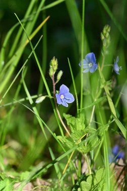 Bahçedeki mavi çiçekler