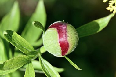 Güzel botanik fotoğrafı, doğal duvar kağıdı.