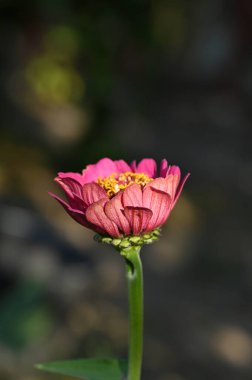 Bahçedeki güzel pembe çiçek