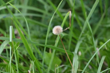 Bahçedeki yeşil çimenler