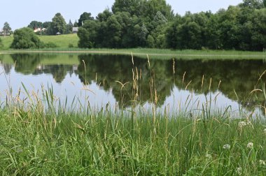 Göl ve yeşil çimen