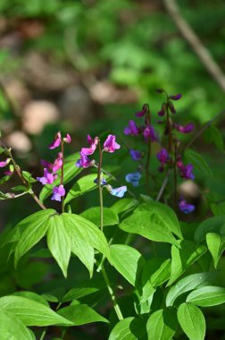 Bahçedeki güzel çiçekler