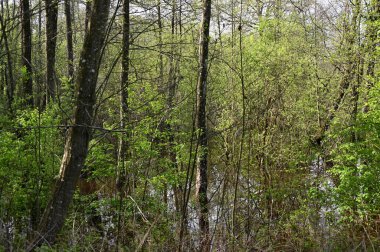 Doğanın güzel manzarası