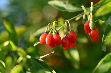 Ağacın dalında yeşil arka planda asılı kırmızı olgun kirazlar. organik gıda kavramı.