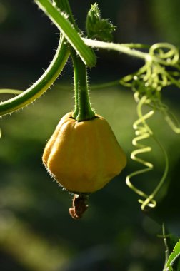 Bahçede yetişen yeşil bir bitkinin yakınında.