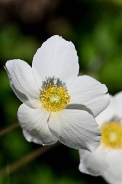 Bahçedeki güzel beyaz çiçekler