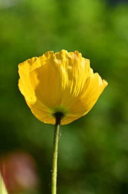 bahçede sarı haşhaş