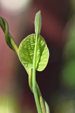 Bahçede yeşil yaprak