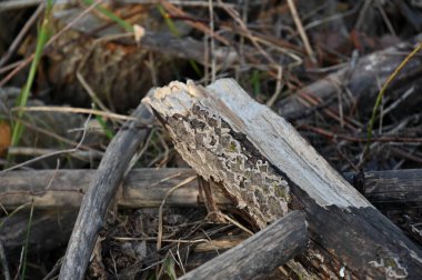 Ahşap dokusunu kapat