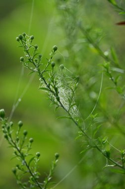 Ağaçtaki güzel yeşil yapraklar