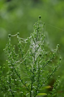 Yeşil arkaplanda örümcek ağı