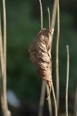Dalın üzerindeki kuru yapraklar