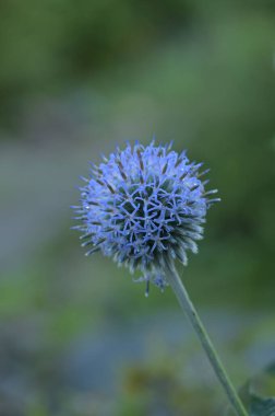 Güzel botanik fotoğrafı, doğal duvar kağıdı.