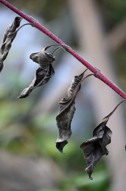 bir ağaç üzerinde kuru yapraklar