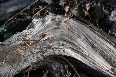 eski ağaç dokusu, arkaplan