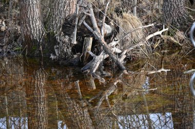 Ağaç dalları küçük bir kütükle.