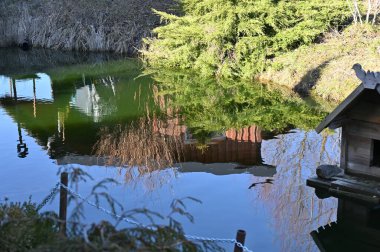 Ormanda küçük ahşap bir ev.