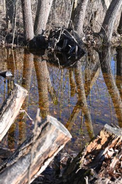 Ormandaki eski paslı metal.