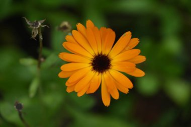 Bahçedeki güzel çiçekler