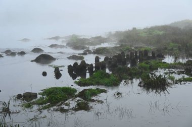 Ormandaki nehrin güzel bir görüntüsü
