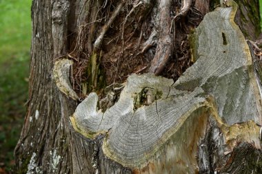 Çatlak ve yosunlu eski ağaç gövdesi