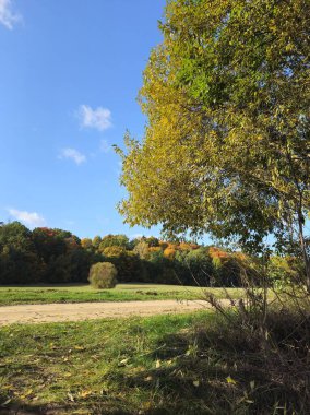 Sonbahar orman manzarası, doğa, ağaçlar, yapraklar, yeşillik, sonbahar, orman, doğa, sonbahar, sonbahar, sonbahar, sonbahar mevsimi