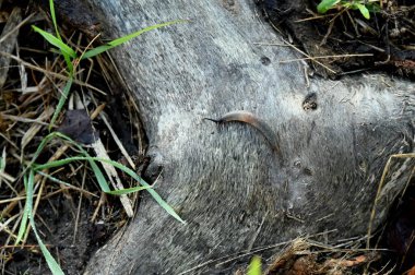Tahta zeminde kahverengi ve beyaz bir mantarın yakın plan çekimi.
