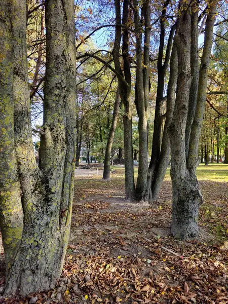 Sonbahar parkındaki ağaçlar ve yapraklar.