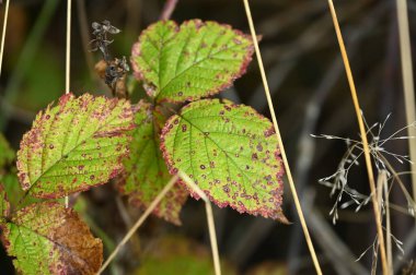 Ormanda sonbahar yaprakları