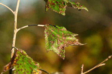 Yeşil bir yaprağa yaklaş