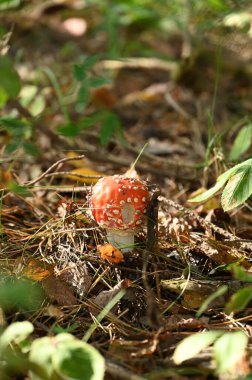 Ormanda kırmızı mantar