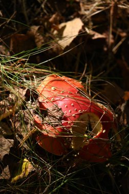 Ormandaki kırmızı bir mantarın yakın plan çekimi.